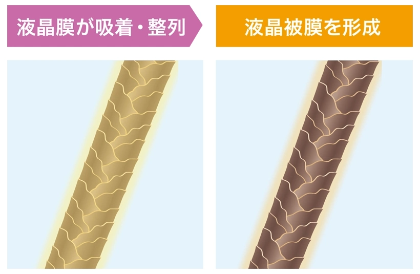 液晶膜が吸着・整列